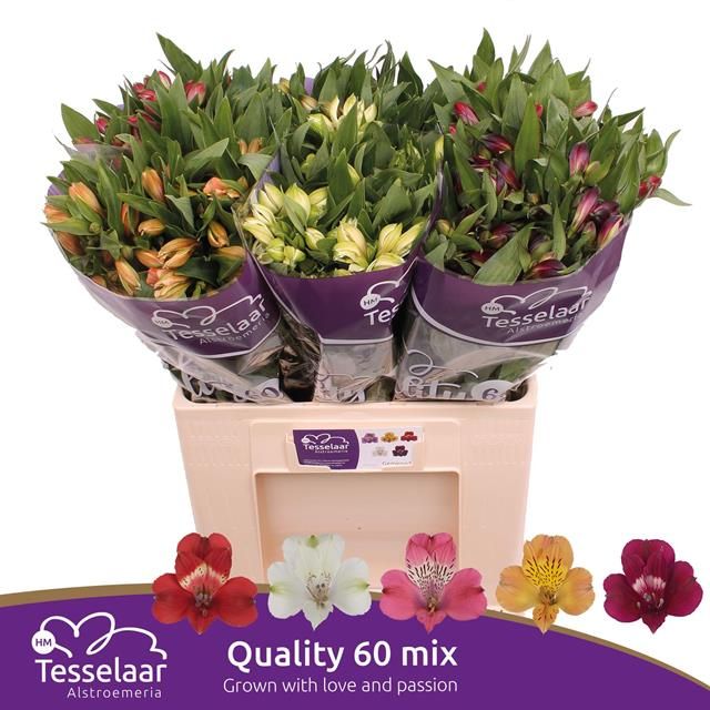 Alstroemeria gemengd (30 stuks) 60cm
