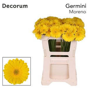 Gerbera Moreno (40 stuks) 50cm