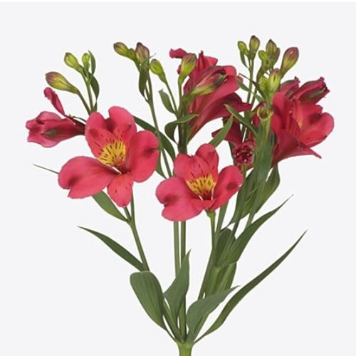 Alstroemeria Sangria (30 stuks) 75cm
