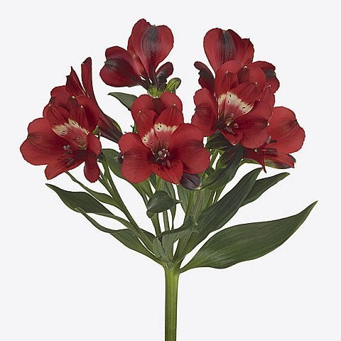 Alstroemeria Rumba (30 stuks) 75cm