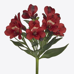 Alstroemeria Rumba (30 stuks) 75cm