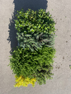 Sedum (3 potjes verschillend)