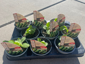 Augurk plant (4 stuks)
