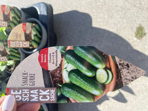 Augurk plant (4 stuks)