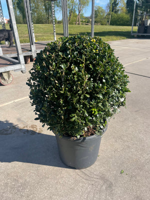 Ilex