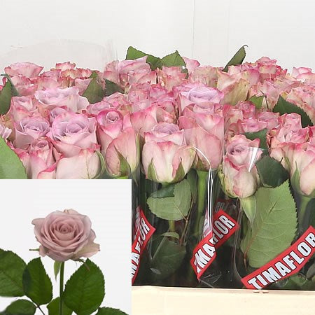 Rozen Memory Lane (20 stuks) 35cm