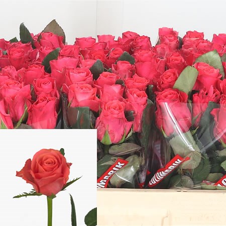 Rozen Tacazzi (20 stuks) 35cm