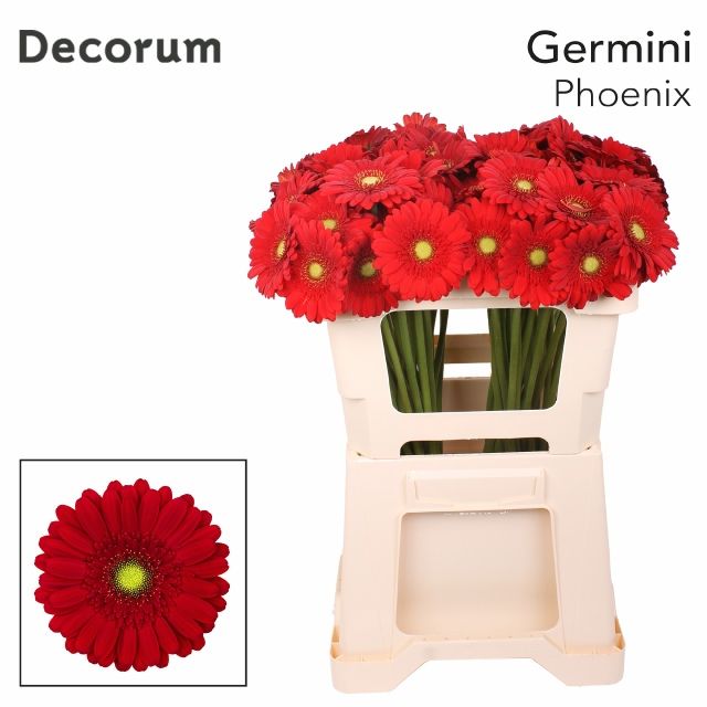 Gerbera Phoenix (40 stuks) 50cm