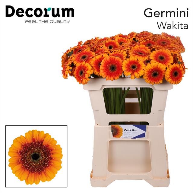 Gerbera Wakita (40 stuks) 50cm