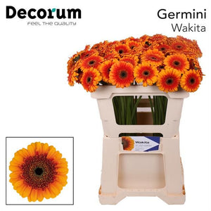 Gerbera Wakita (40 stuks) 50cm