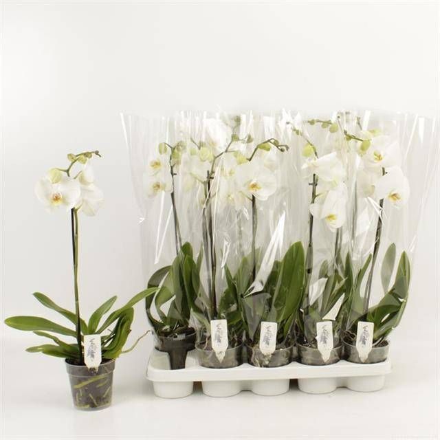 Orchidee wit (potmaat 12cm) 1 stuk