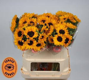 Zonnebloemen (10 stuks) 60cm