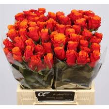 Rozen Espana (20 stuks) 35cm