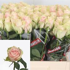Rozen Pink Athena (20 stuks) 35cm
