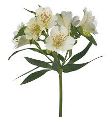 Alstroemeria Mahari (30 stuks) 75cm