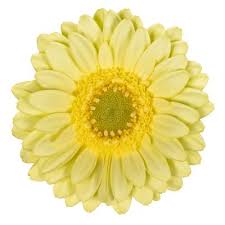 Gerbera Green tea (40 stuks) 50cm