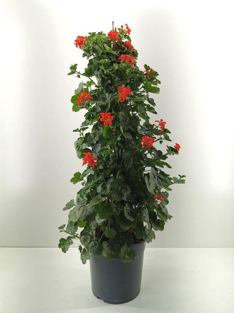 Geranium: kleur roos/rood (groot!)