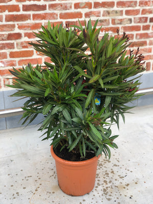 Oleander (90cm hoog)