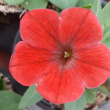 Petunia: kleur rood (15 stuks) potmaat: 9cm