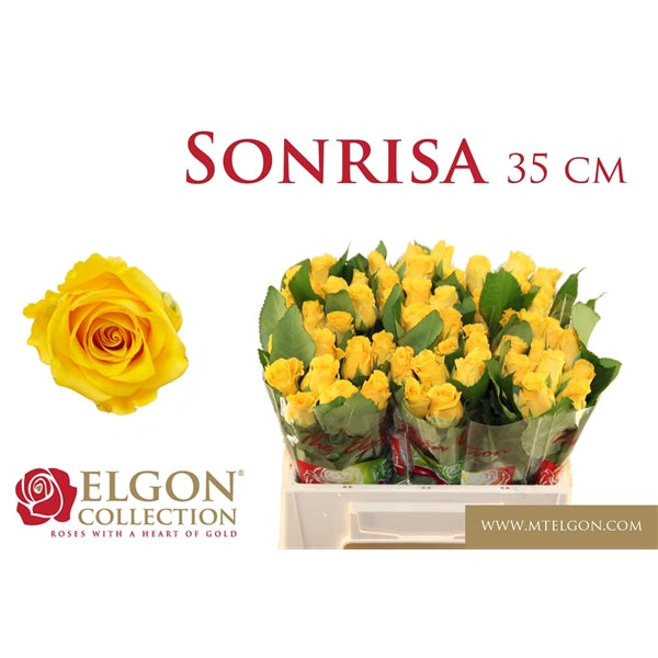 Rozen Sonrisa (20 stuks) 35cm